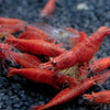 Fire Red Shrimp