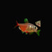Flame Tetra