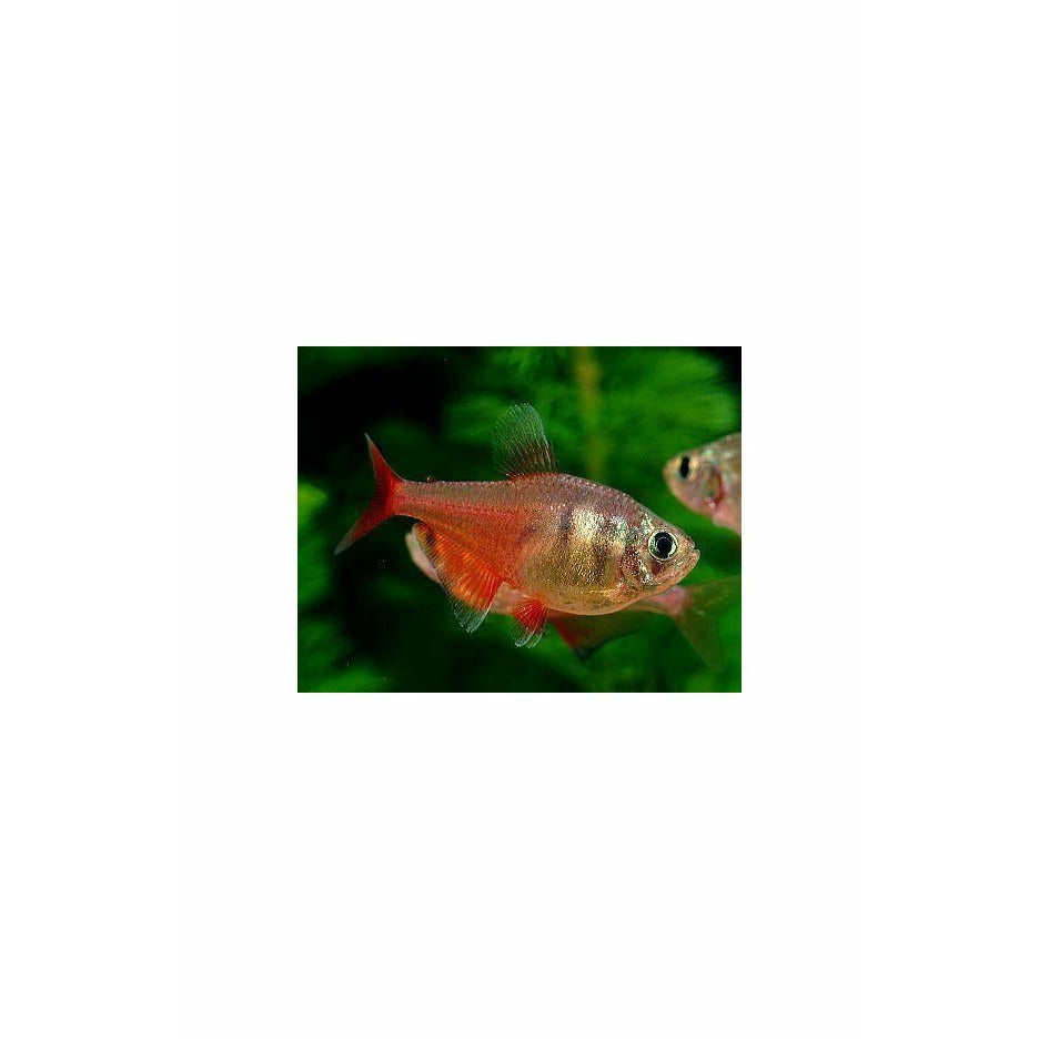 Flame Tetra