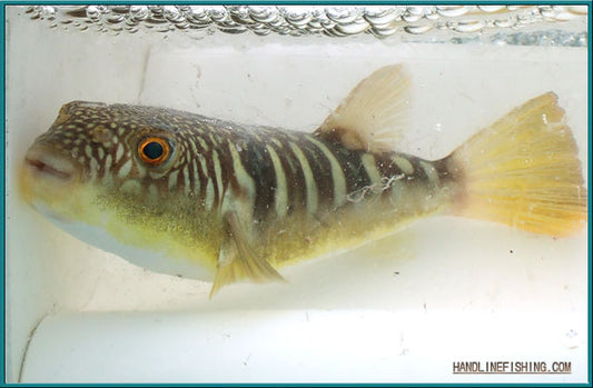 Fugu Puffer **RARE** 5inch