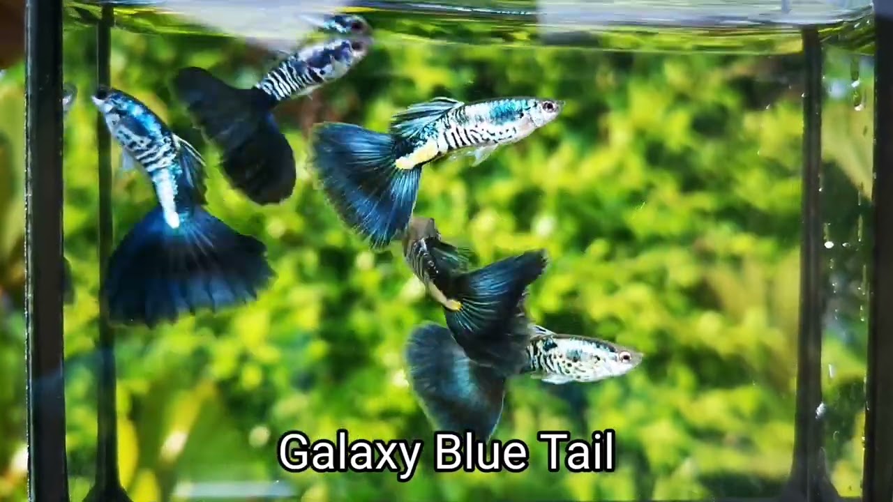Galaxy Blue Tail Guppy (Pair)