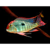 Geophagus Redhead Tapajos 4-4.5"