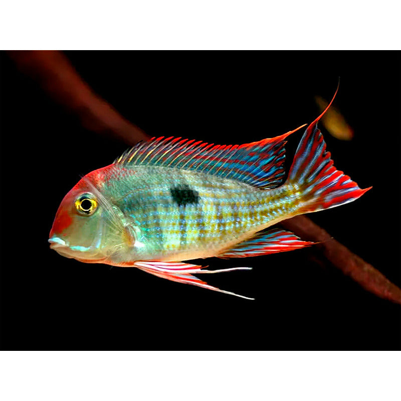 Geophagus Redhead Tapajos 4-4.5"