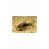 Bronze Corydora