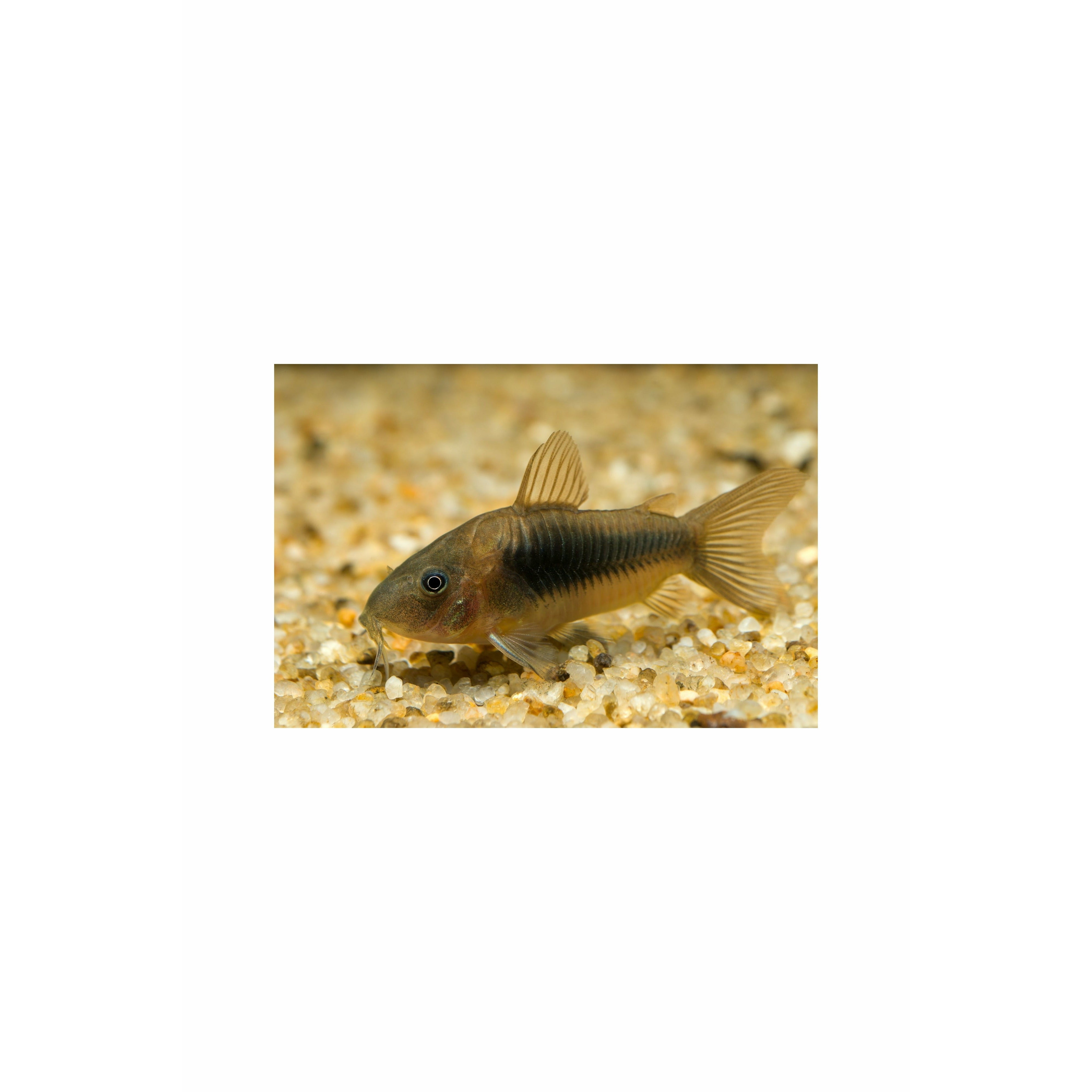 Bronze Corydora
