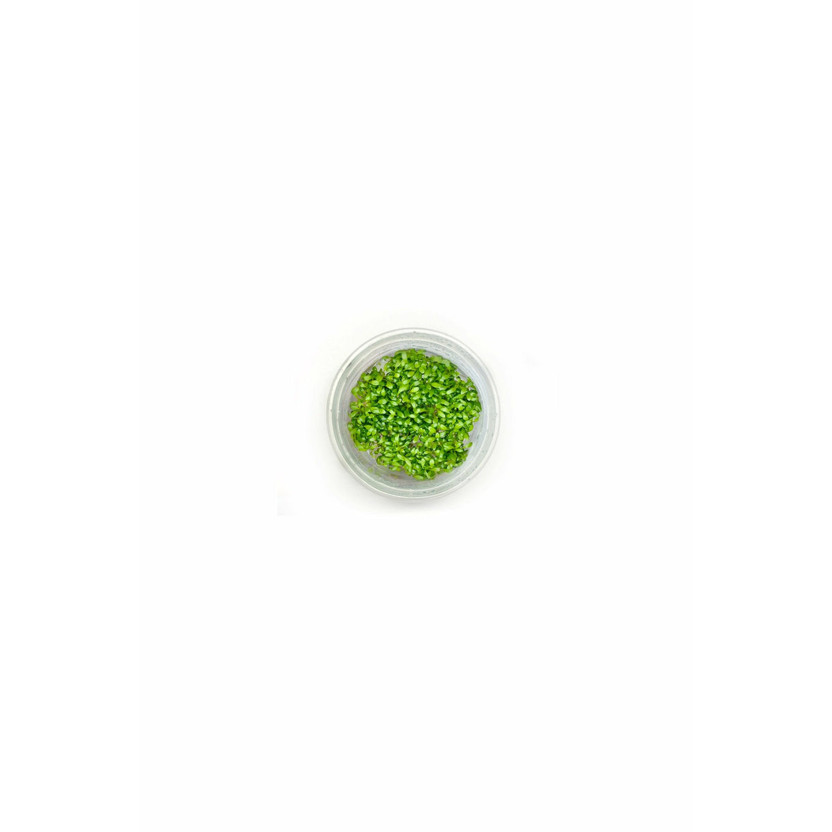 Glossostigma Elatinoides TC