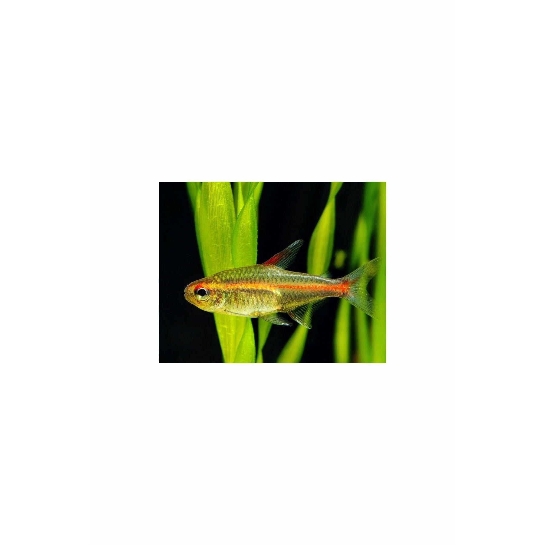 Glowlight Tetra