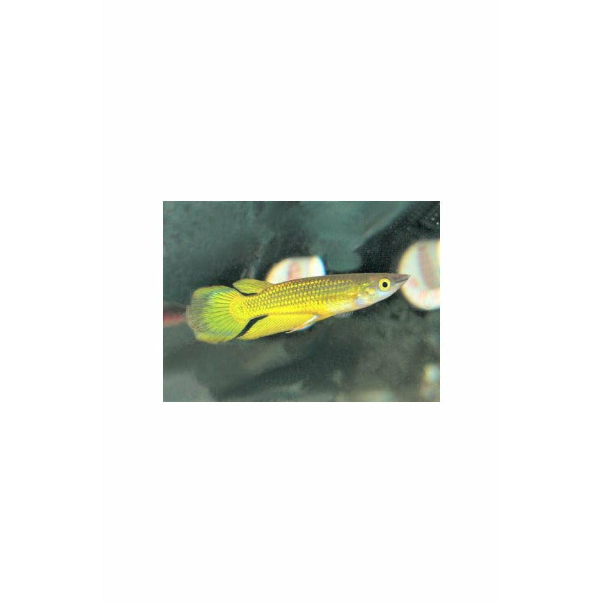 Golden Wonder Killifish 5cm