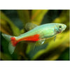 Green Fire Tetra - Best4Pets