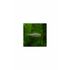 Green Neon Tetra