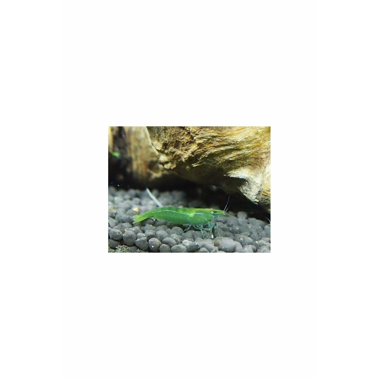 Green Shrimp / Caridina babaulti