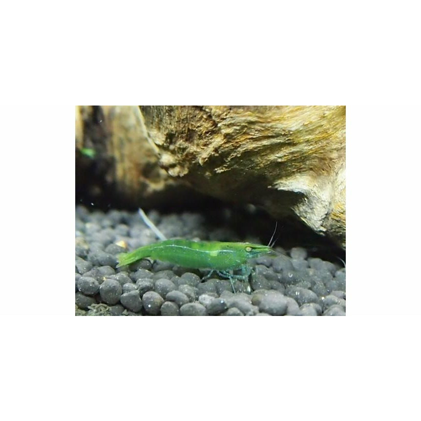 Shrimp Combo 1 - Native Pack - Green, Zebra and Rainbow