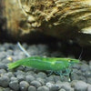 Green Shrimp / Caridina babaulti