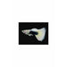 HB White Guppy (Pairs)