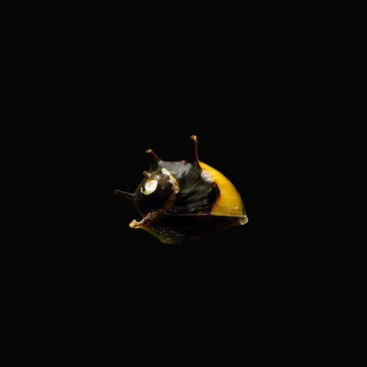 Horn Nerite Snail
