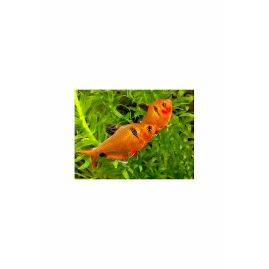 Serpae Tetra / Hyphessobrycon eques