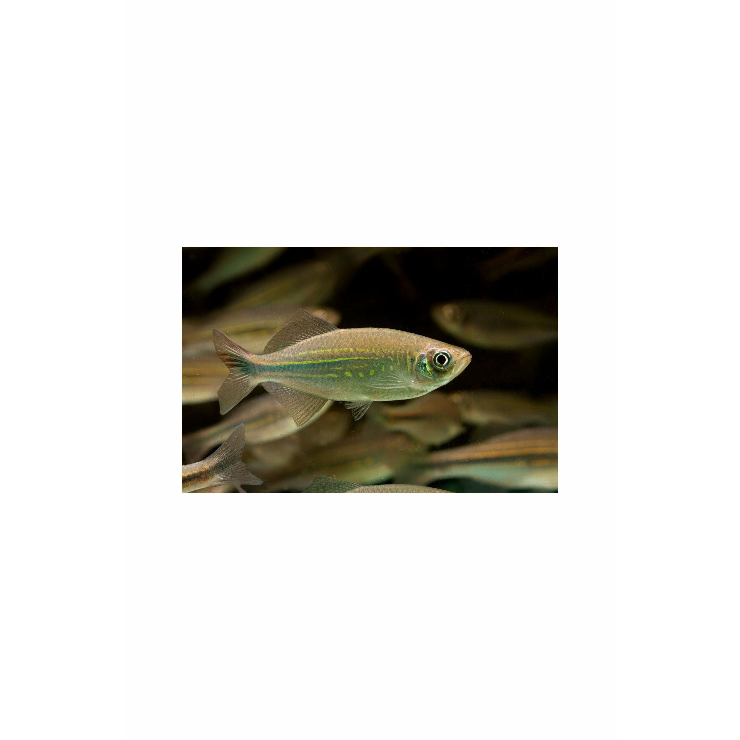 Malabar Danio