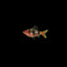 Black Ruby Barb