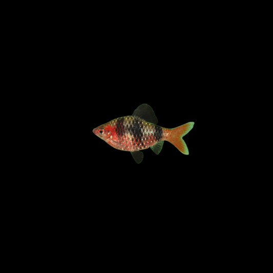 Black Ruby Barb