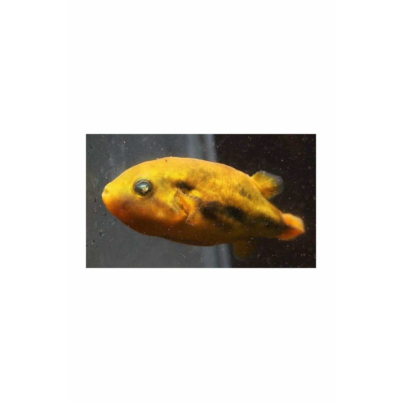 Dwarf Puffer / Carinotetraodon imitator