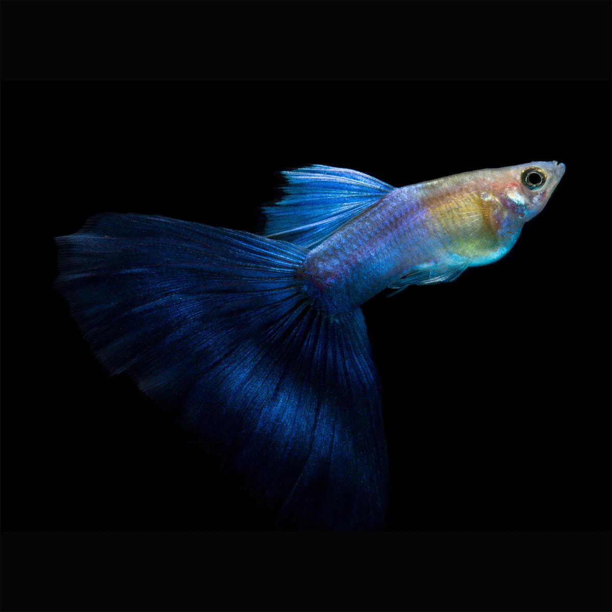 Japanese Blue Tail Guppy (Pair)