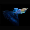 Japanese Blue Tail Guppy (Pair)