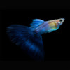 products/Japanese.blue.tail.best4pets.in.webp