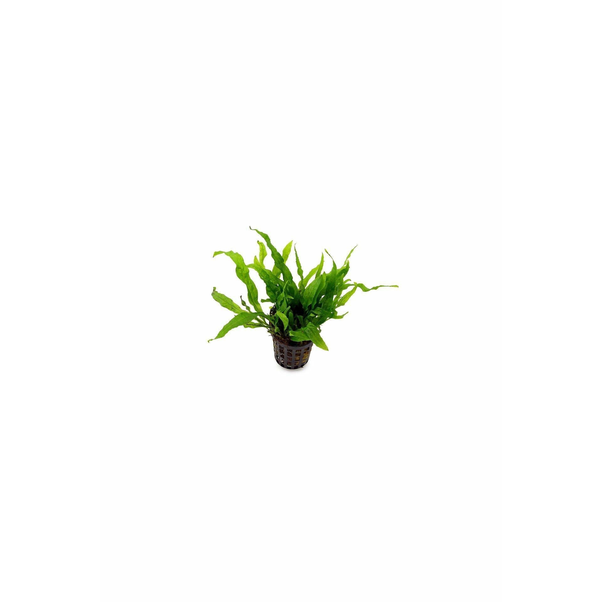 Microsorum pteropus / Java Fern Pot