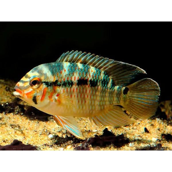 krobia xinguensis - Best4Pets