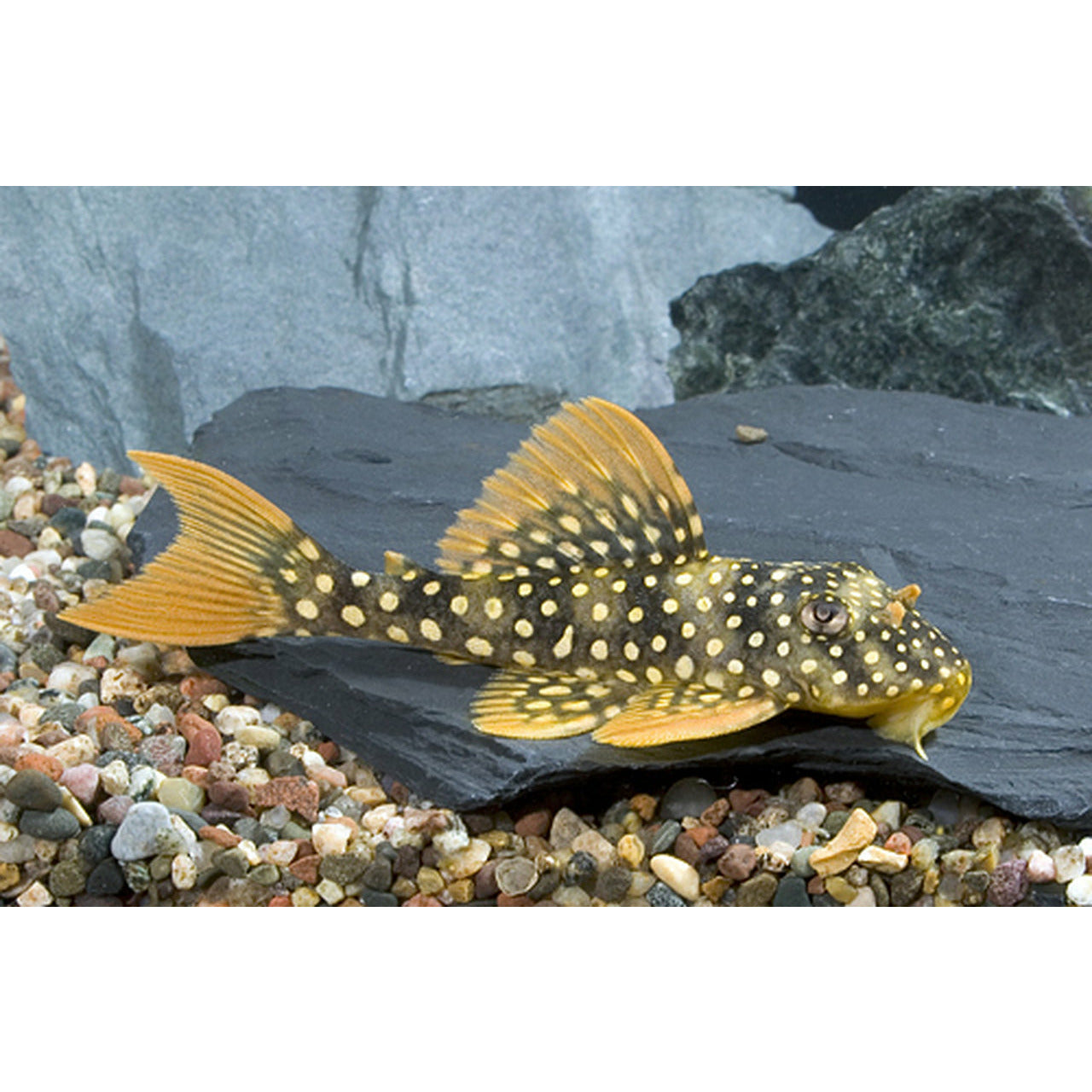 L014 Sunshine Goldie Pleco 5-6 cm (Captive Bred)