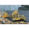 L014 Sunshine Goldie Pleco (Scobinancistrus aureatus)