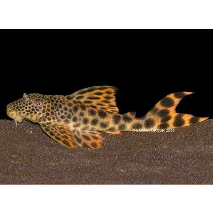 L075 Para Pleco (Peckoltia sabaji)