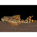L075 Para Pleco (Peckoltia sabaji)
