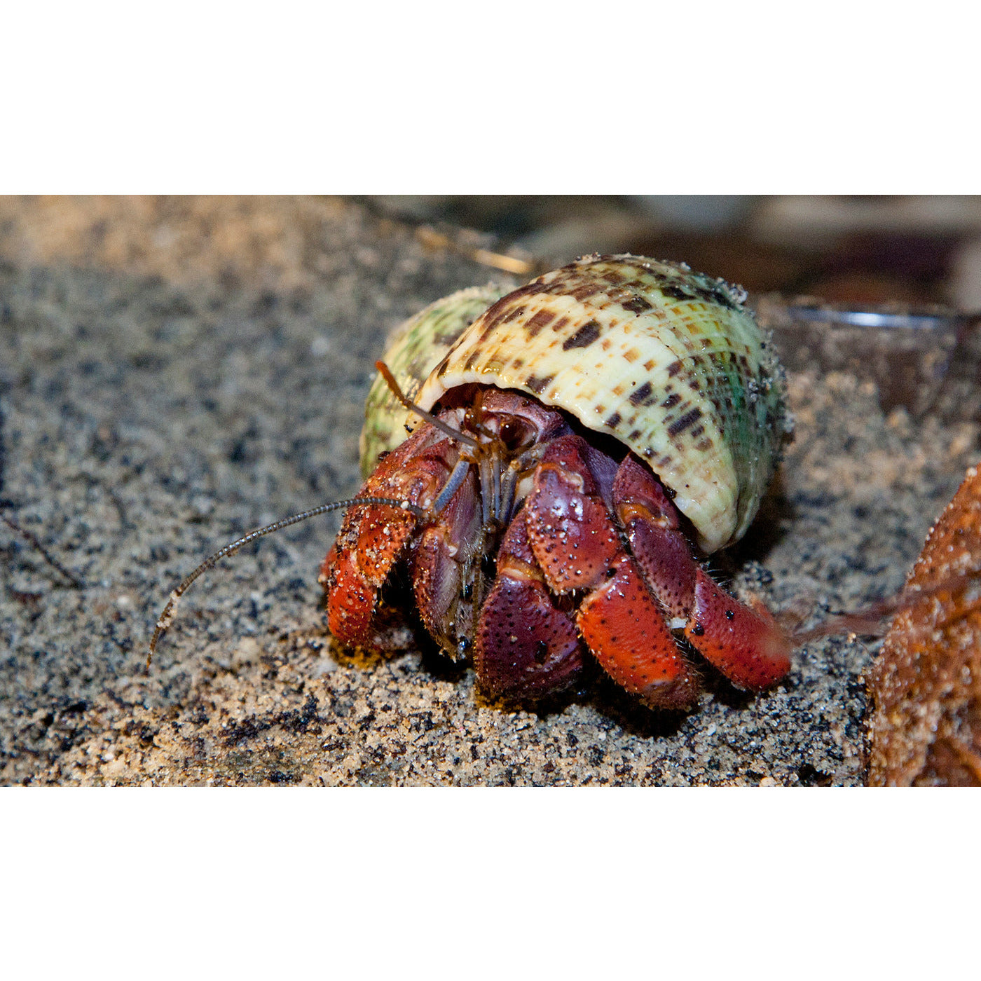 Hermit Crab - Best4Pets