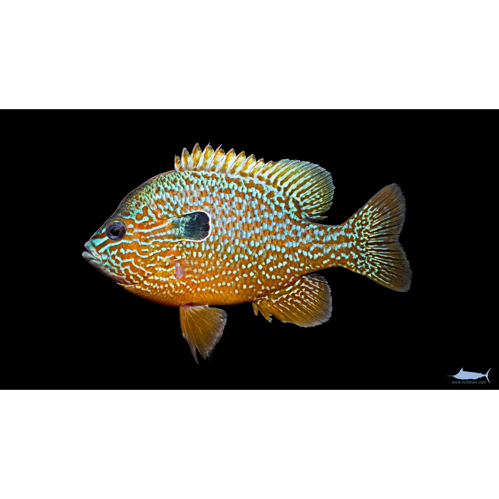 Longear Sunfish 1.5inch Best4Pets