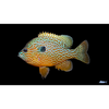 Longear Sunfish