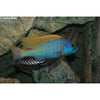 Rhoad Cichlid 2inch