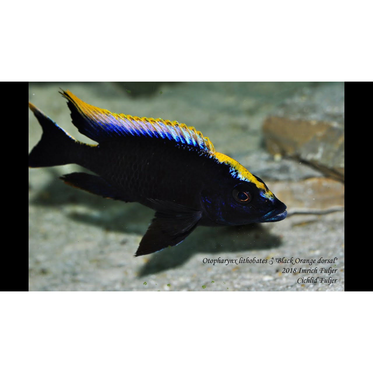 Lithobates Cichlid 3inch Import