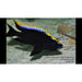 Lithobates Cichlid 3inch Import