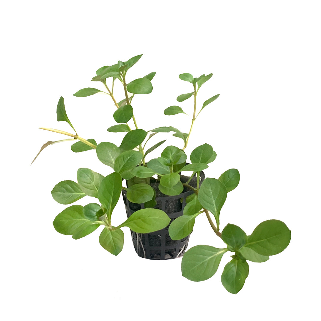 Ludwwigia palustris TC - Best4Pets