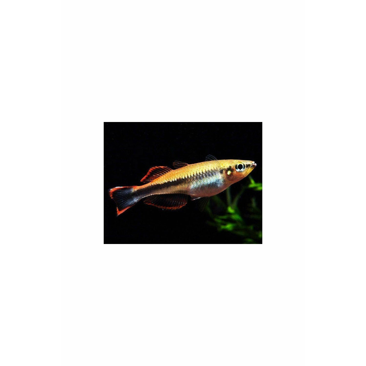 Madagascar Rainbowfish