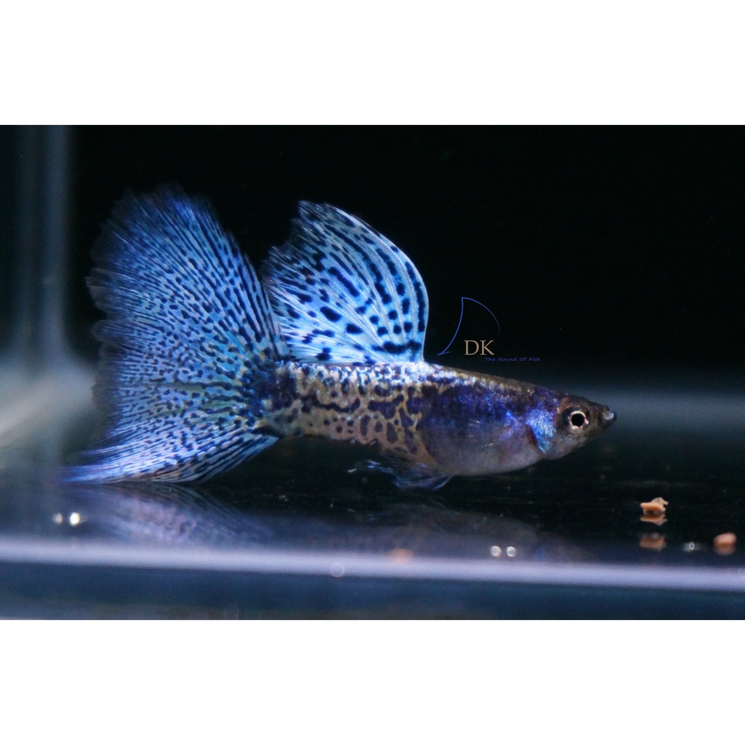 Metal Blue Lace Guppy (Pair) - Best4Pets