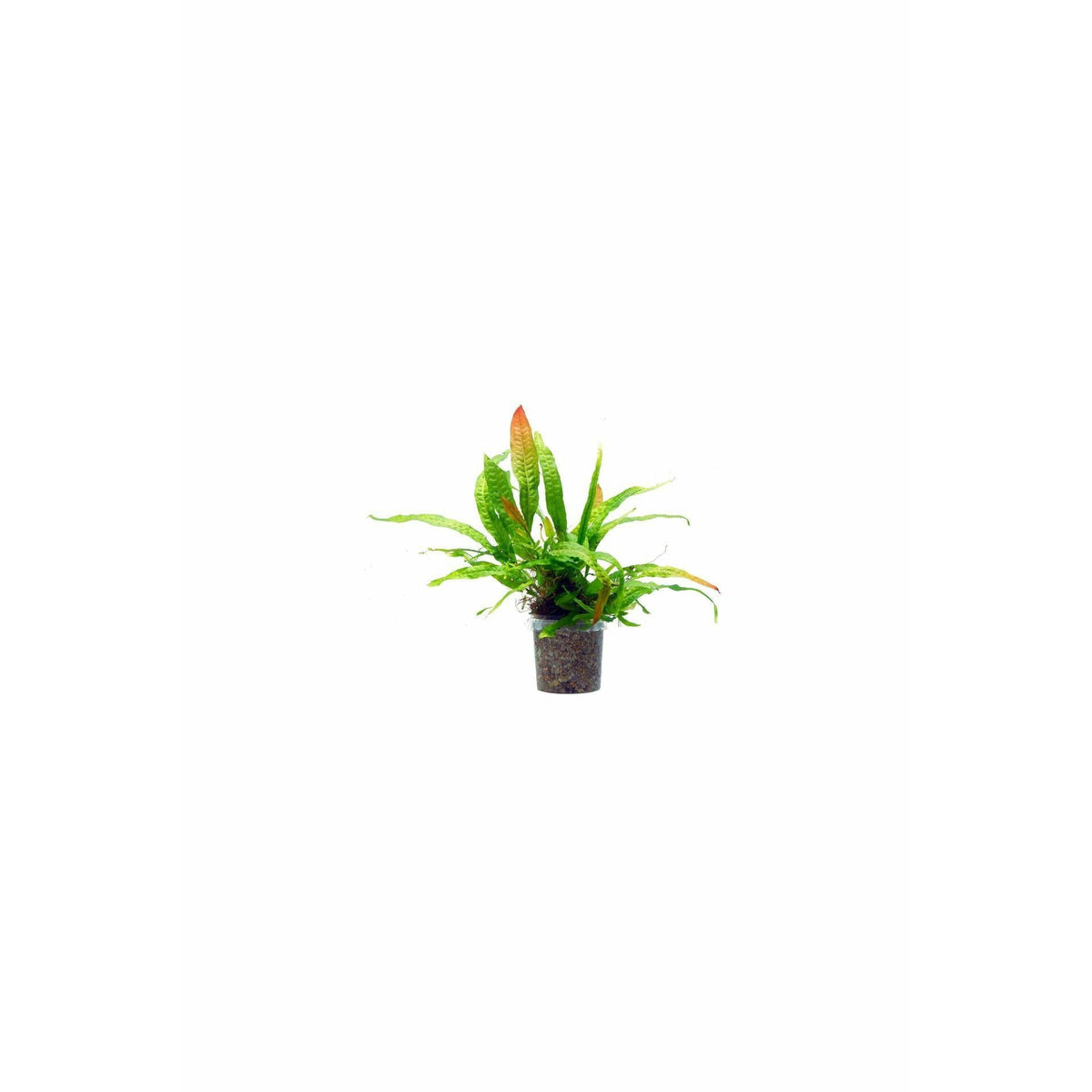 Microsorum Ptetropus Sp. Red