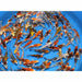 Koi Carp Mix 6