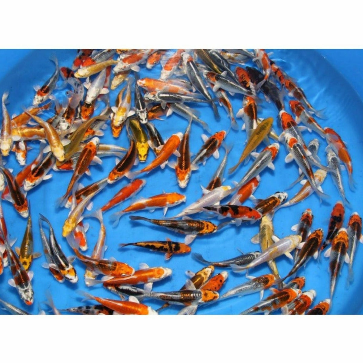 Koi Carp Mix 6"