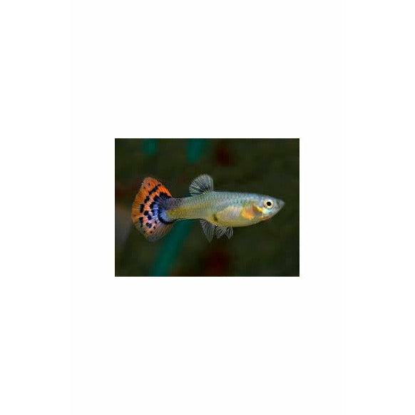 Mosaic Guppy (Cost per Pair)