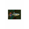 Load image into Gallery viewer, Mosaic Guppy (Cost per Pair)