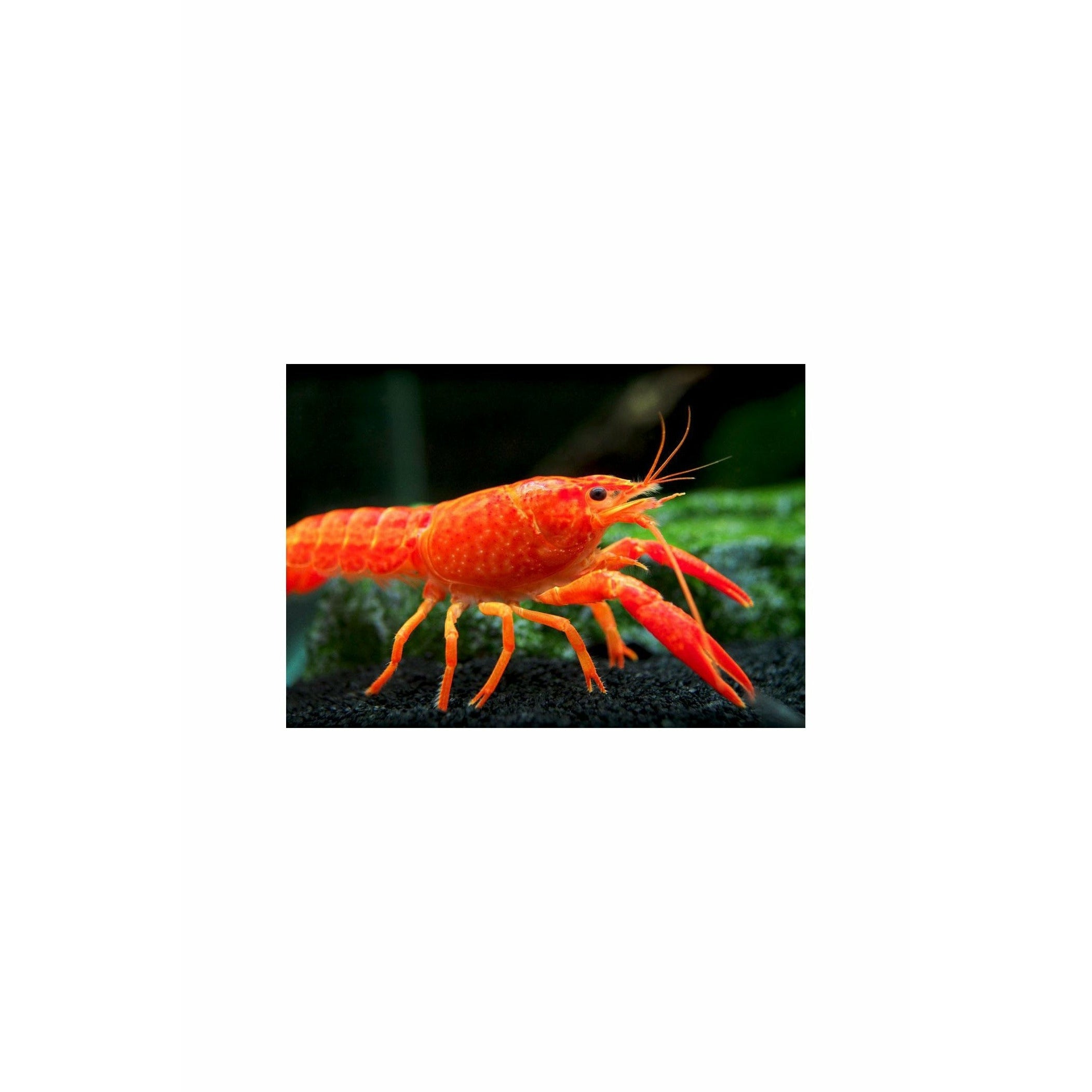 Orange Lobster