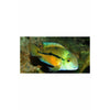 products/Nicaraguenses_MacawCichlid2.jpg