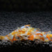 Orange Rilli Shrimp - Best4Pets